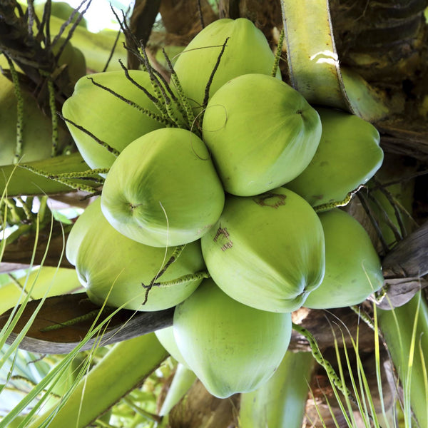 Coconut: Indo-Malaya