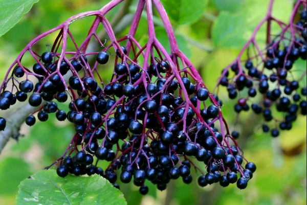 Elderberry: North America