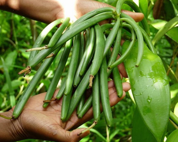 Vanilla Beans: Madagascar