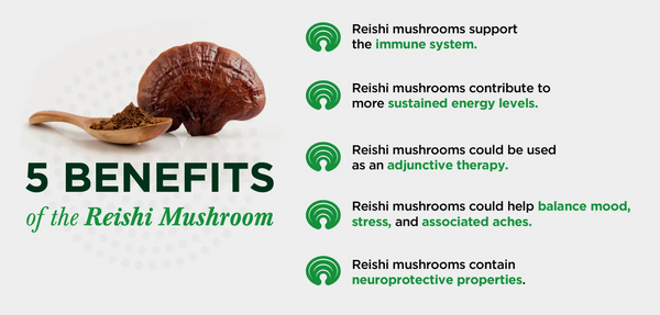 Why Reishi Is The King of Mushrooms
